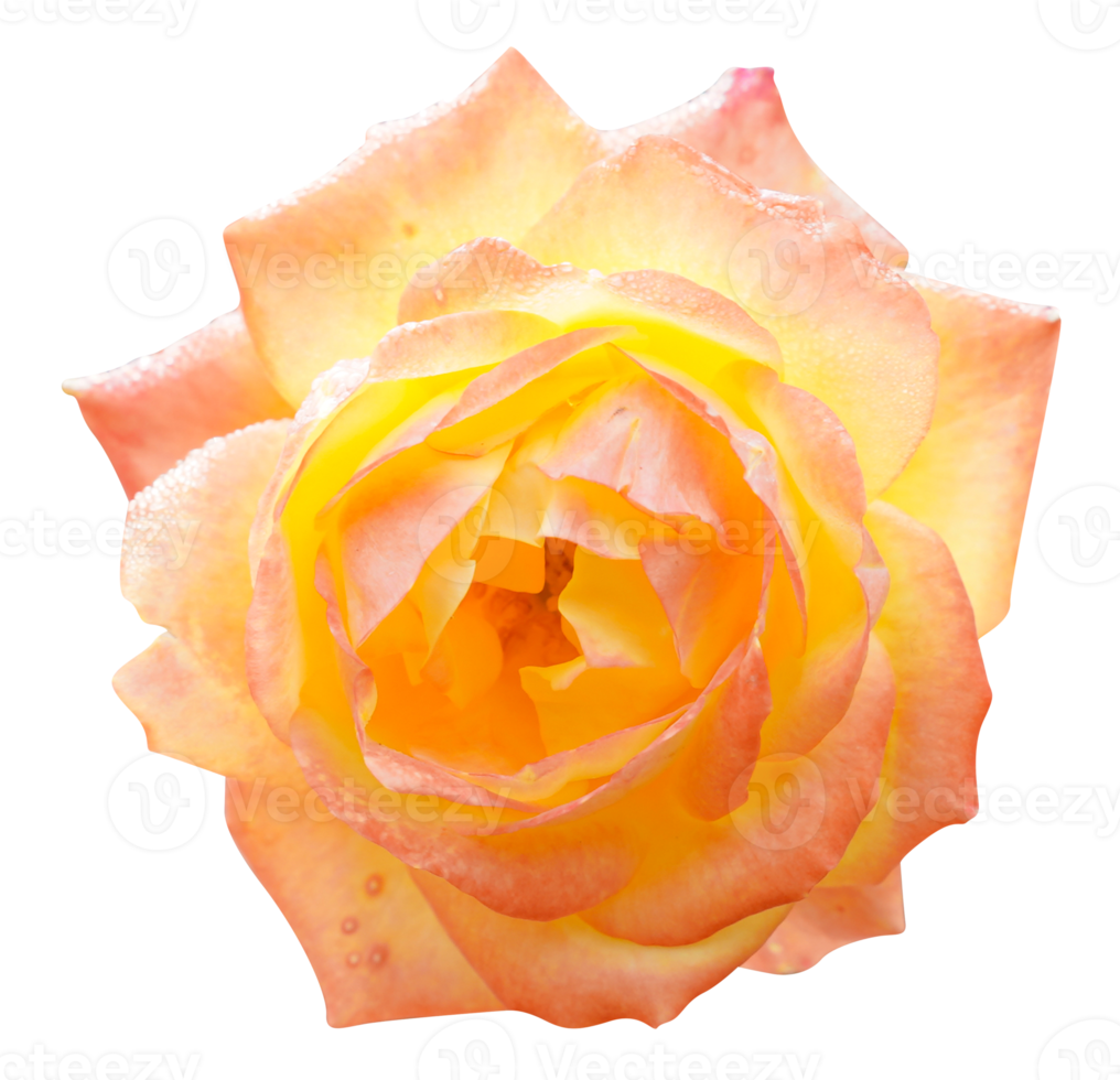 'Gloriana' rose flower head at the Guldemondplantsoen Rosarium Boskoop netherlands png