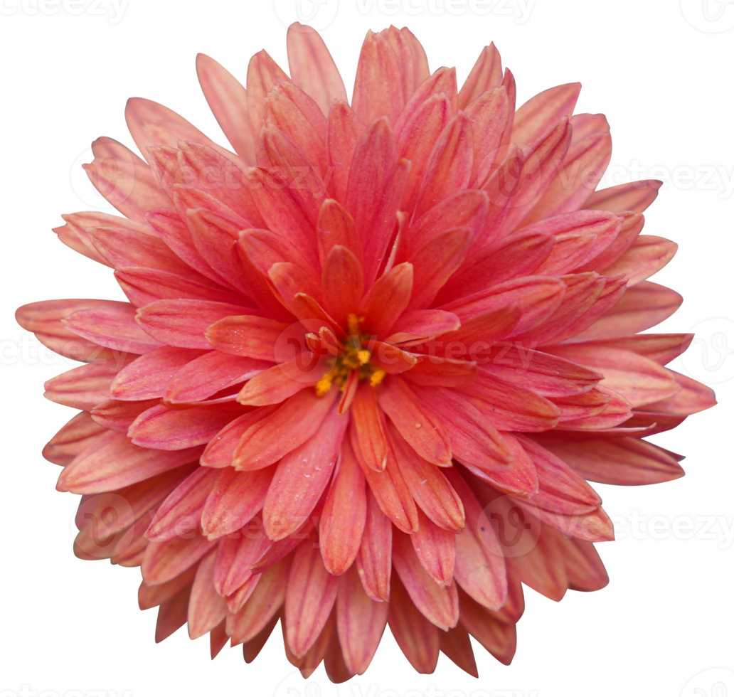 Dahlia flower, mature and magnificent closeup. png