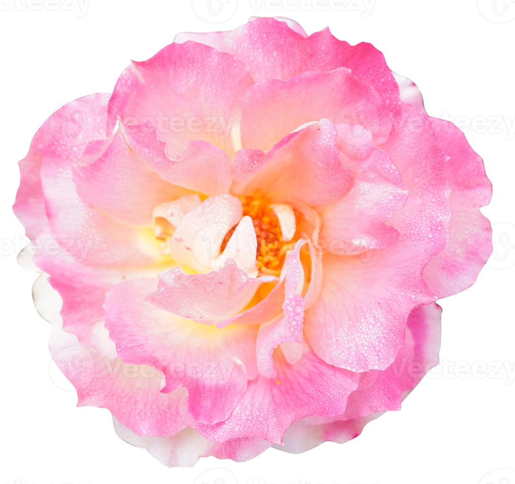 'Gloriana' rose flower head at the Guldemondplantsoen Rosarium Boskoop netherlands png