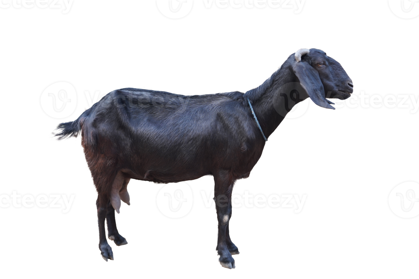 A goat standing isolated on white background png