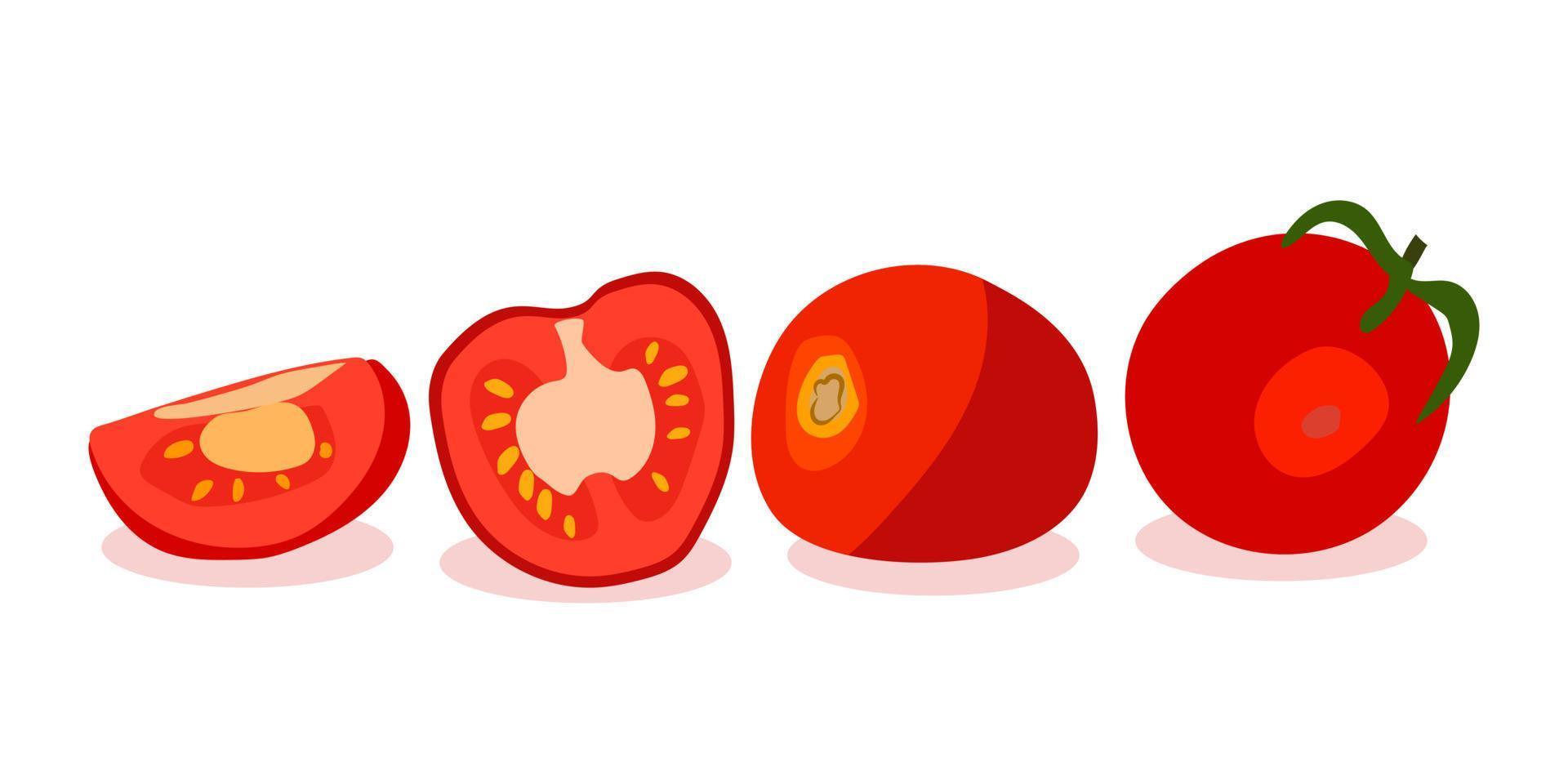 A set of red tomatoes. Vector illustration . Slice a tomato, slice a tomato. Cartoon vegetable set of elements isolated on a white background.