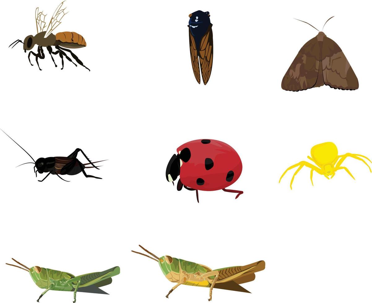 selection of insect illustration vector