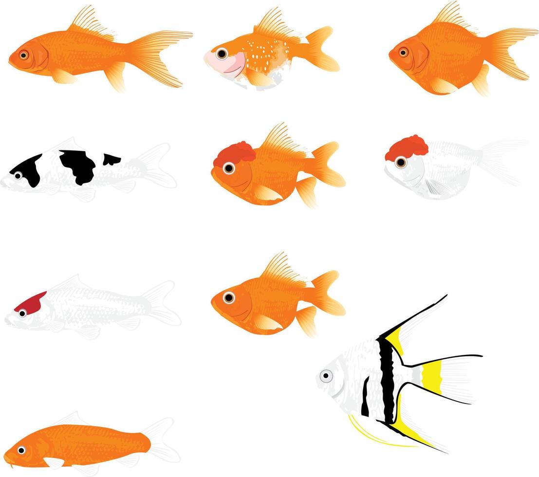 ornamental fish vector