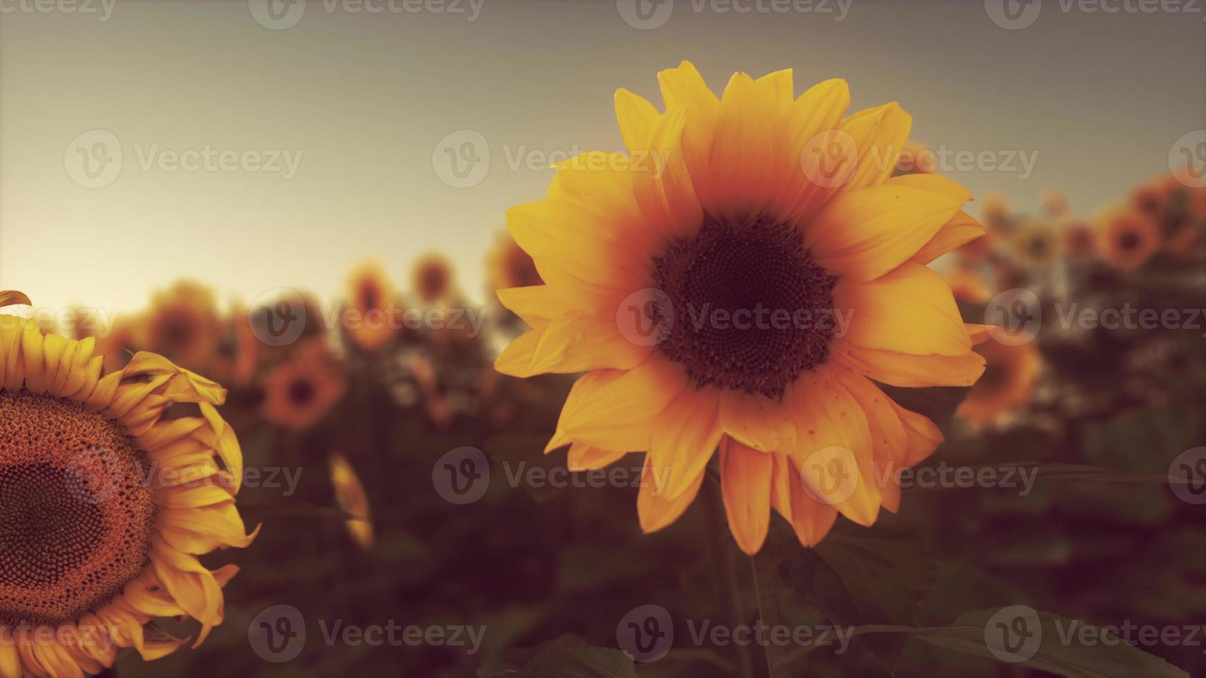 muchos grandes girasoles amarillos brillantes en campos de plantación al atardecer foto