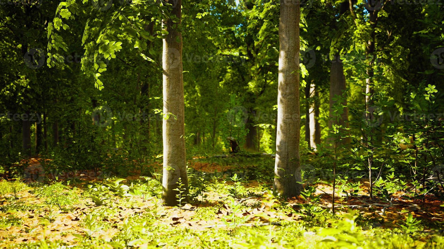 Sun beams through thick trees branches in dense green forest photo