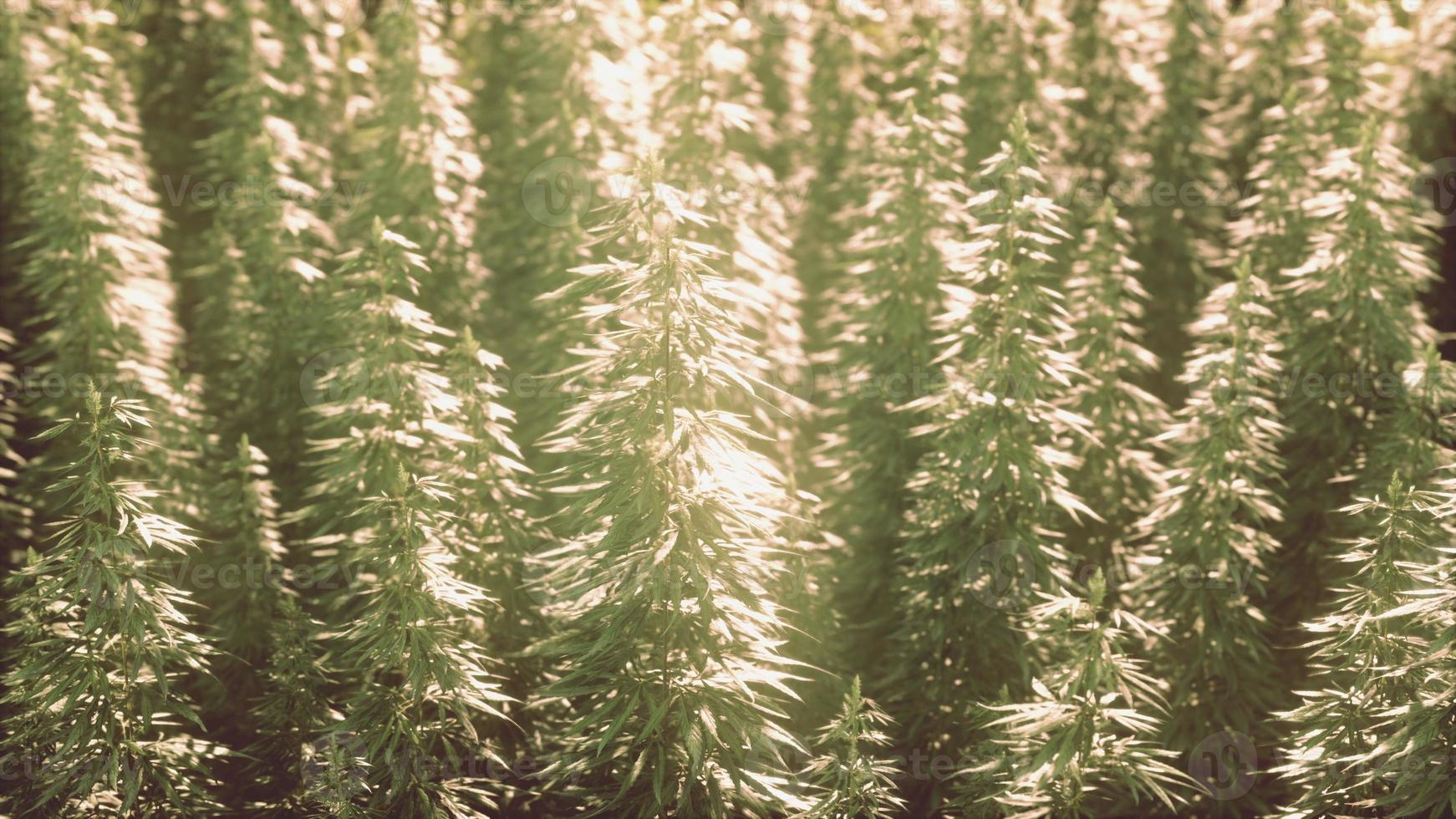Hemp ripens under the sun photo