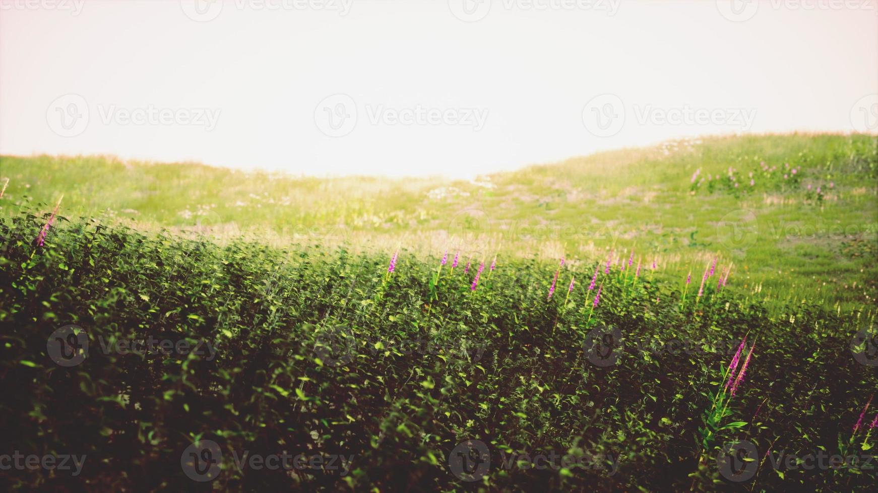 Green Grass Landscape with Hills and Blue Sky photo