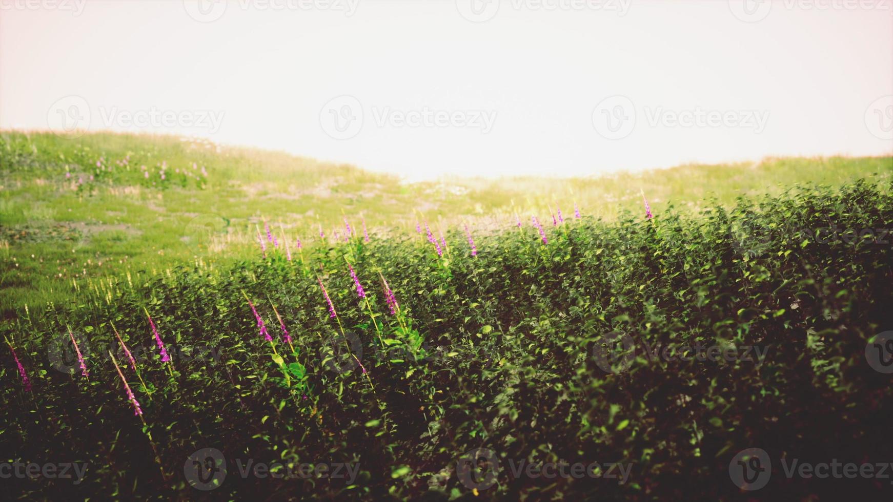 Tuscany landscape with beautiful green hills springtime photo