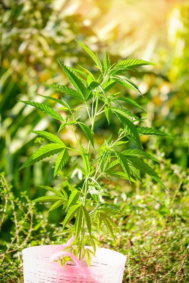 hojas de marihuana - árbol de la planta de cannabis que crece en maceta sobre fondo verde natural, hoja de cáñamo para extraer la salud médica natural foto