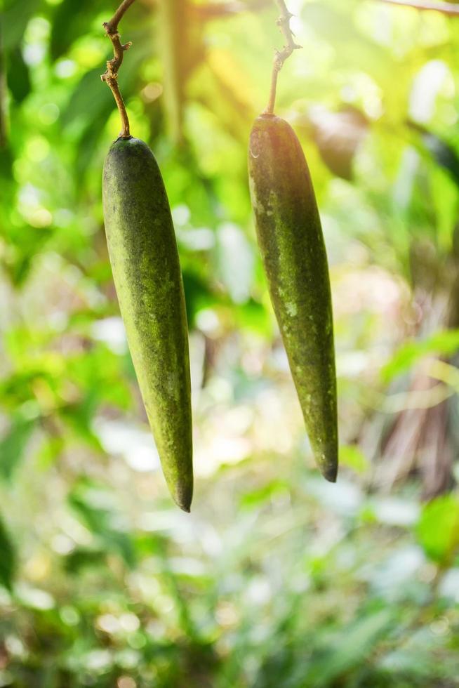 Fruto de gymnema inodorum lour decne en árbol gymnema sylvestre planta de medicinas herbarias foto