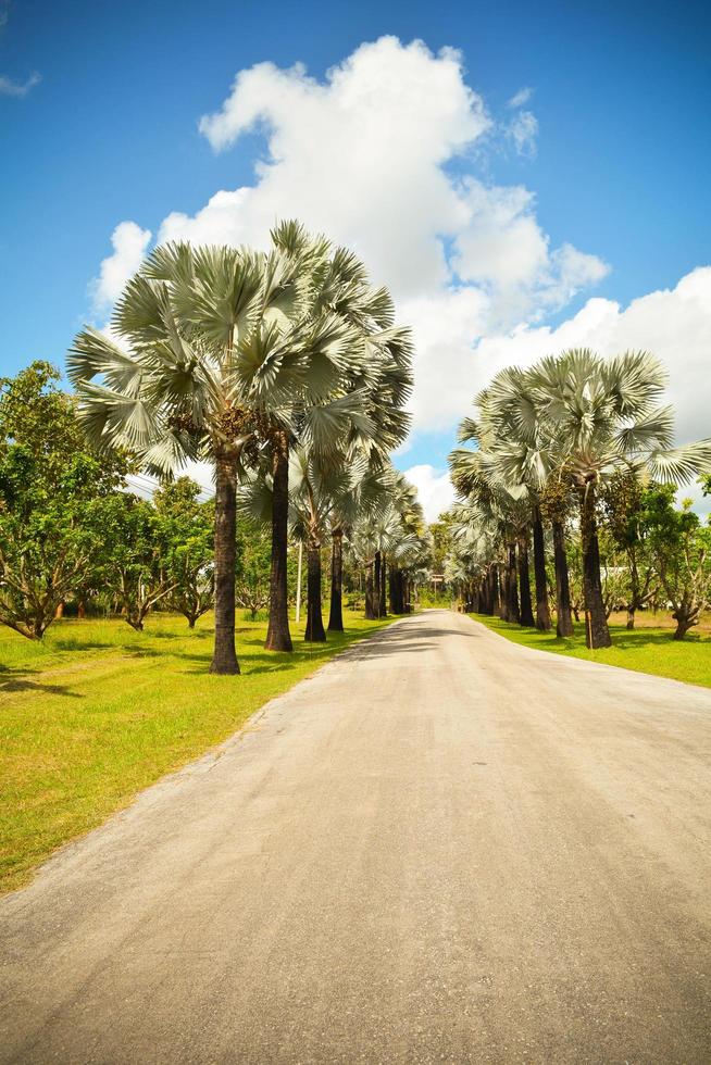 Palm trees roadside in the park garden with road on bright day and blue sky background photo
