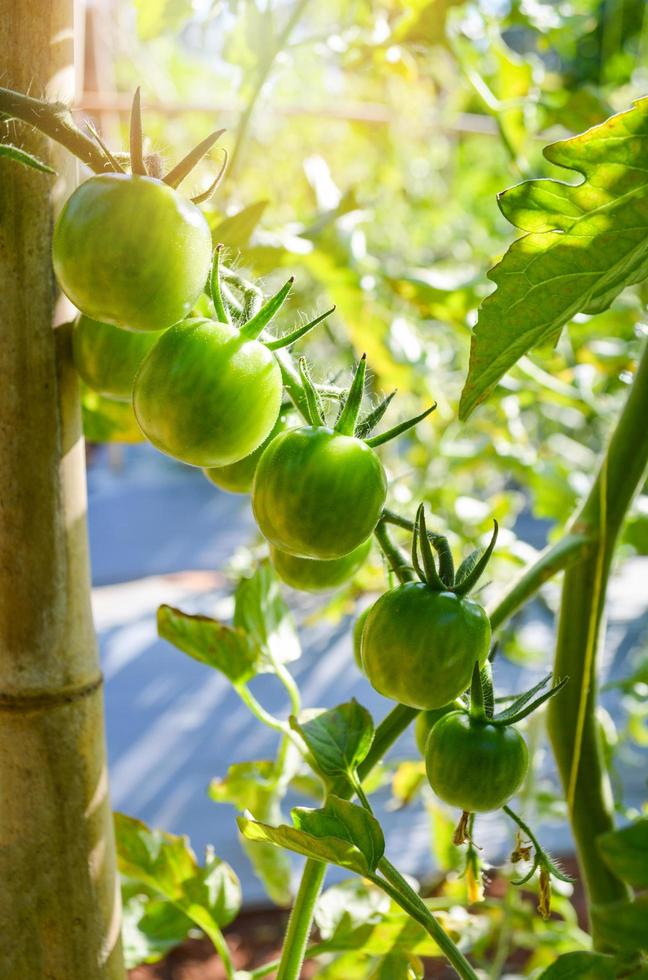 Young green tomato on vine plant tree nature garden background photo