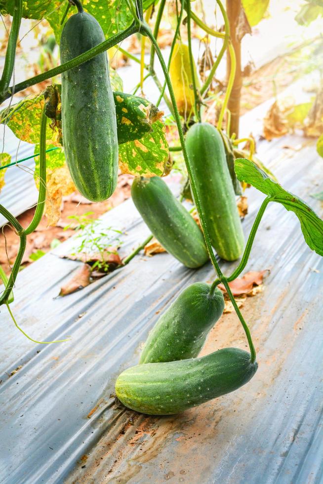 Fresh green cucumber growing on plant vine tree on organic vegetable
