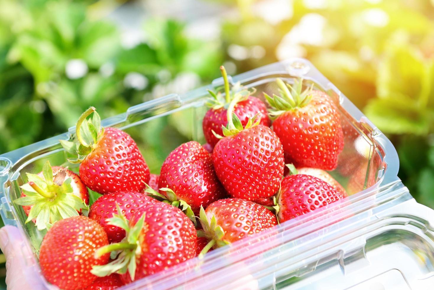 granja de plantas de fresa, campo de fresas maduras frescas para cosechar fresas recogiendo en una caja de plástico en el jardín fruta recolectada fresa en verano foto