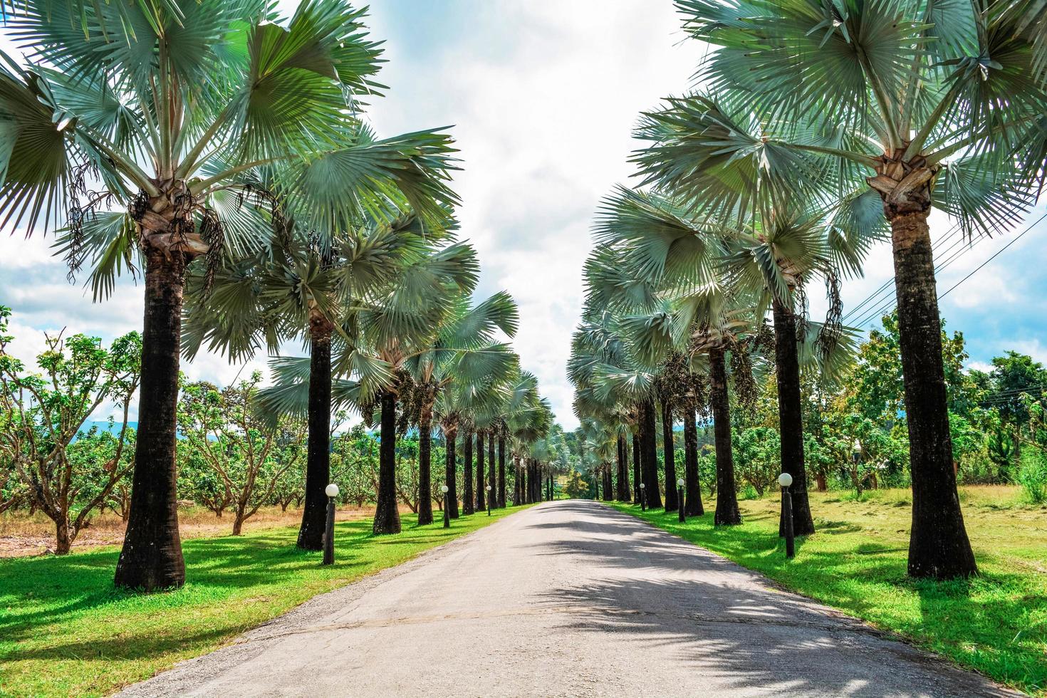 Palm trees roadside in the park garden with road on bright day and blue sky background photo