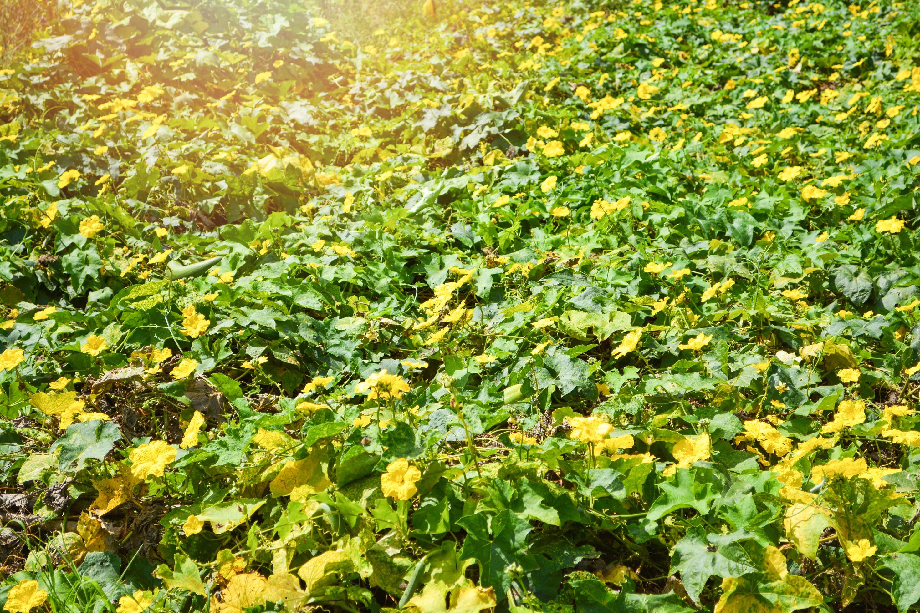 Zucchini plant and Sponge Gourd with yellow flower growing in the vegetable garden farm 17173684