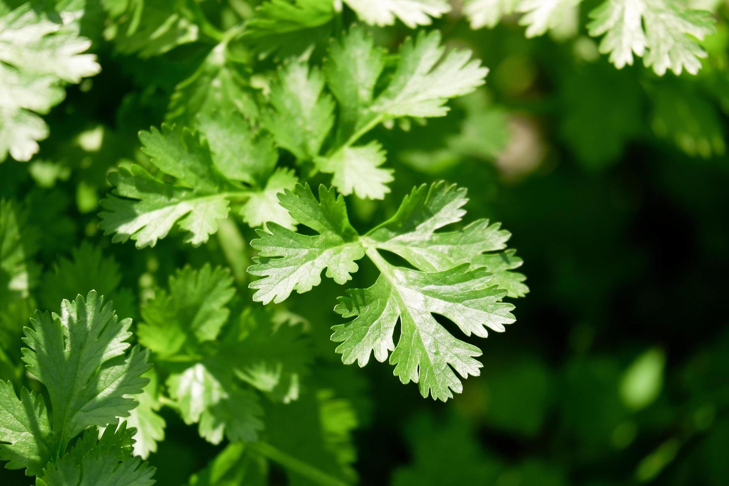 coriander organic vegetable gardening with green coriander leaf fresh vegetable, close up vegetable garden in the backyard garden home gardening nature vegetable photo