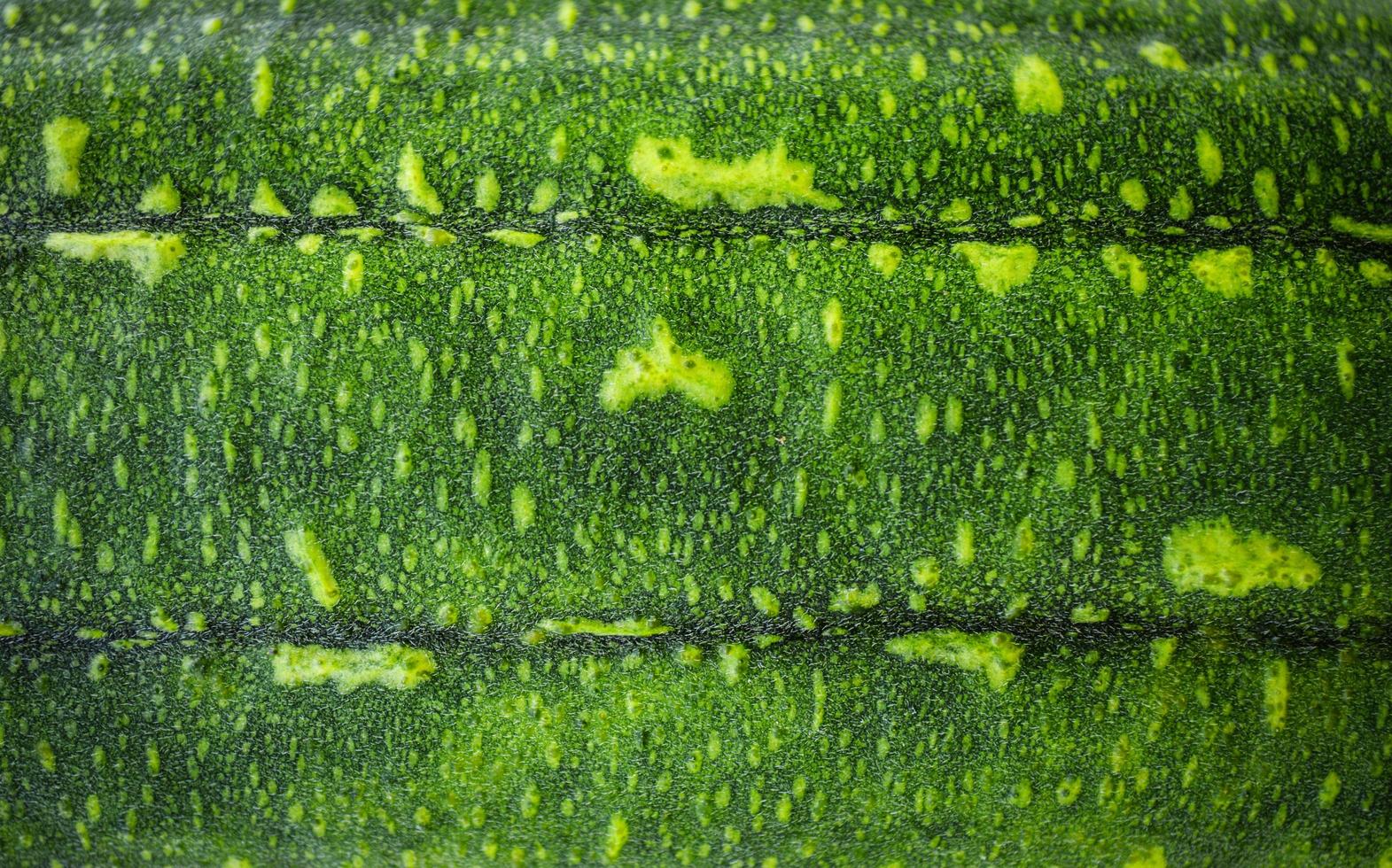 Green plant background Skin of sponge gourd vegetable on texture photo