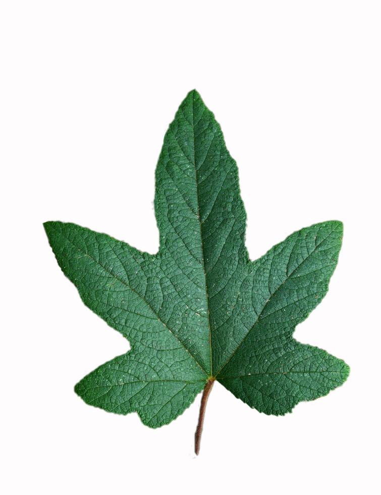 Beautiful green leaf isolated on white background Green Maple photo