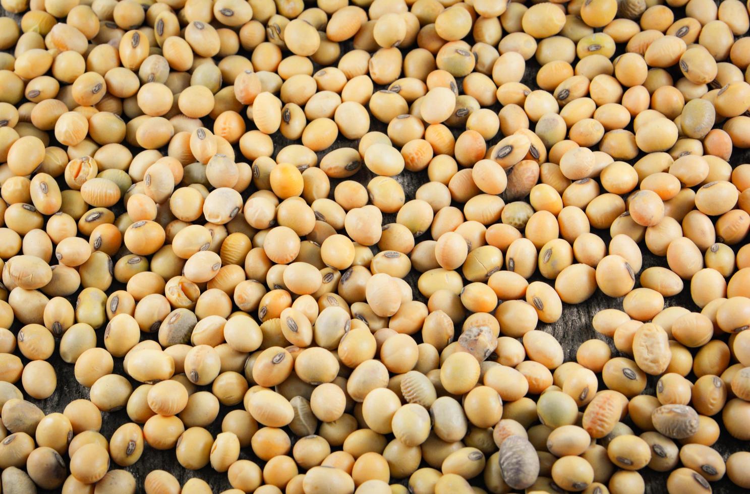 soybeans or soya beans grain seed on rustic wood background photo