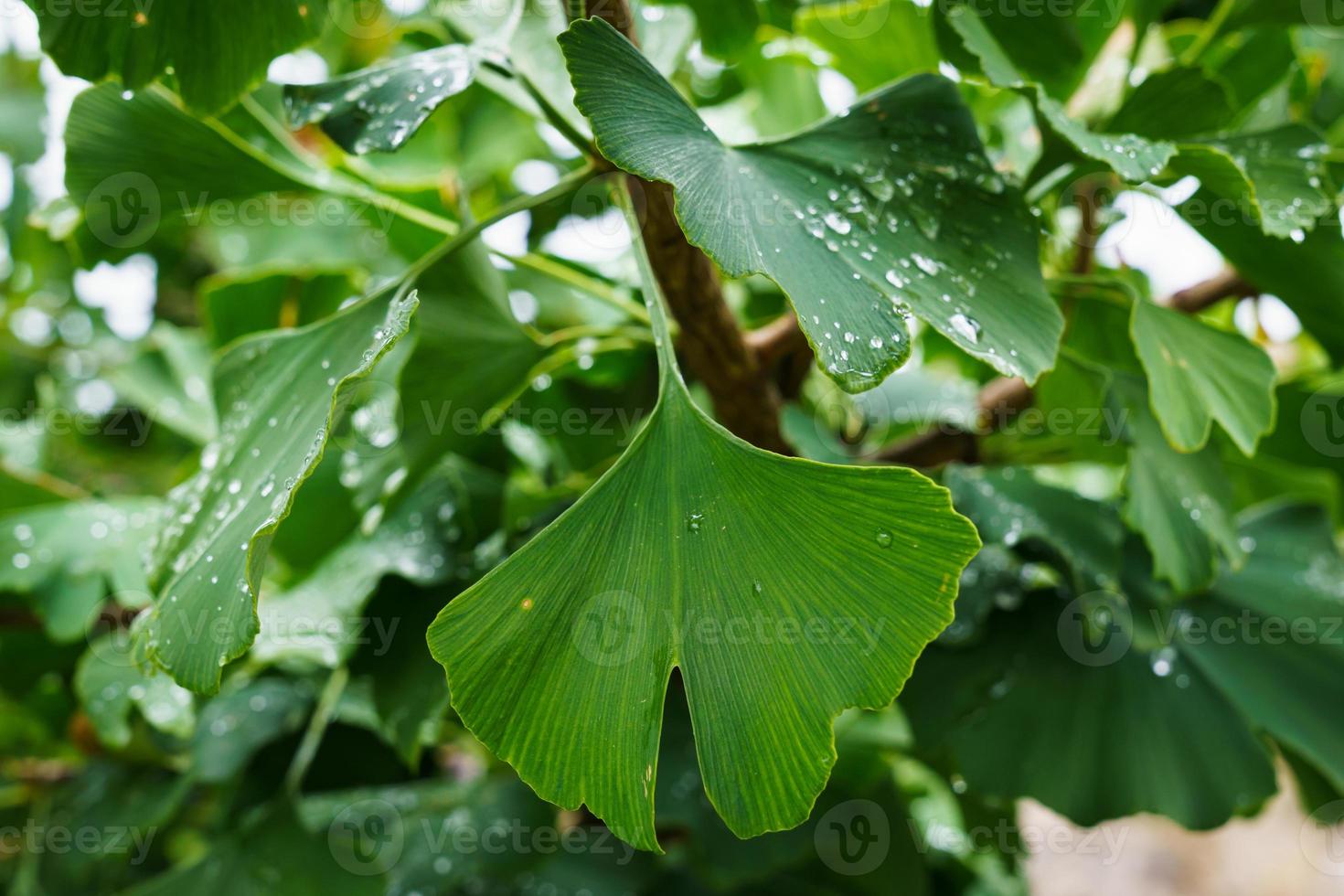 Ginkgo biloba green leaves on a tree. photo