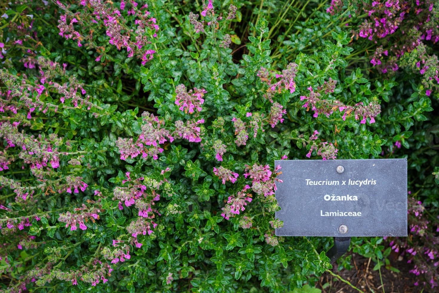 Teucrium lucydris plants, pink inflorescence. Medicinal herb. photo