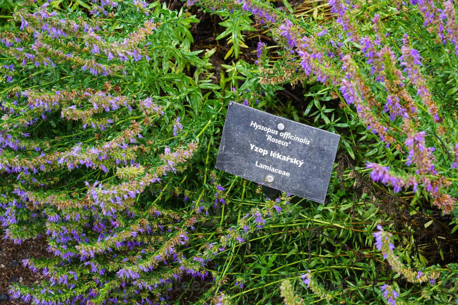 Purple flowers of Hyssopus officinalis, known as hyssop. Medicinal herb. photo