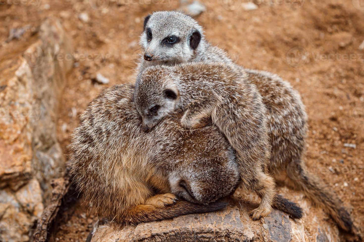 Suricate or meerkat Suricata suricatta Family photos of the cute creature