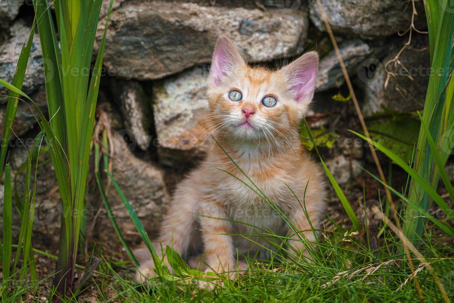 Cute little red playing outdoors. Portrait of a red kitten in the garden. Tabby funny red kitten with green eyes and with big ears. Animal baby 17173828 Stock at