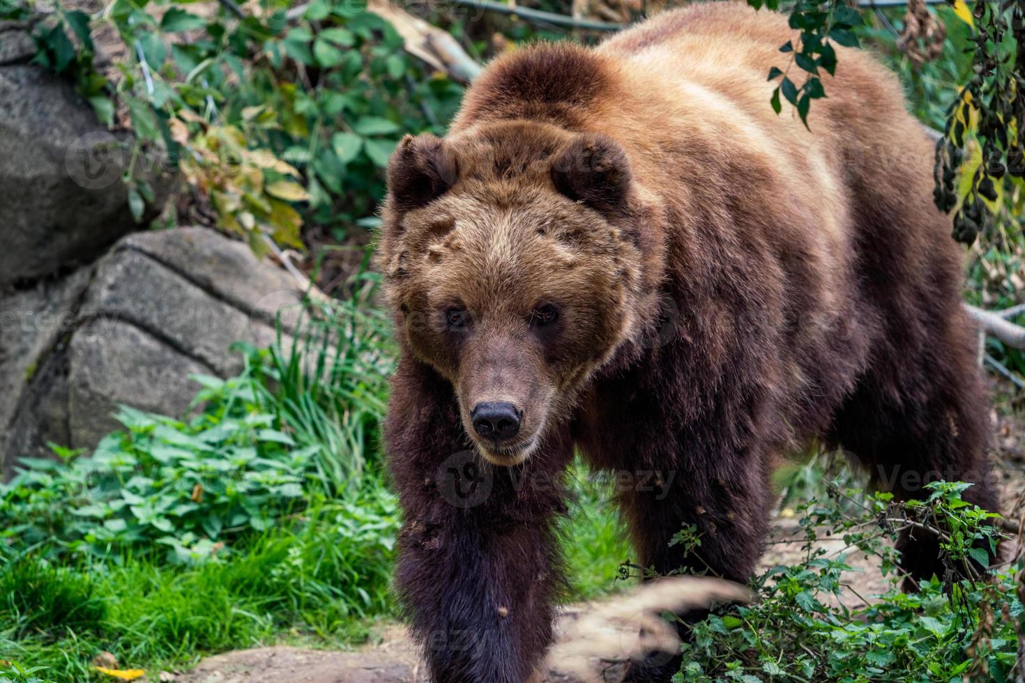 Kamchatka brown bear in the forest, Ursus arctos beringianus photo