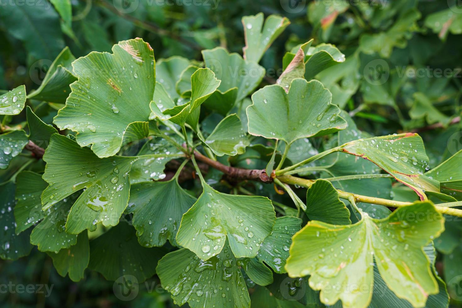 hojas de ginkgo biloba con gotas de agua. foto