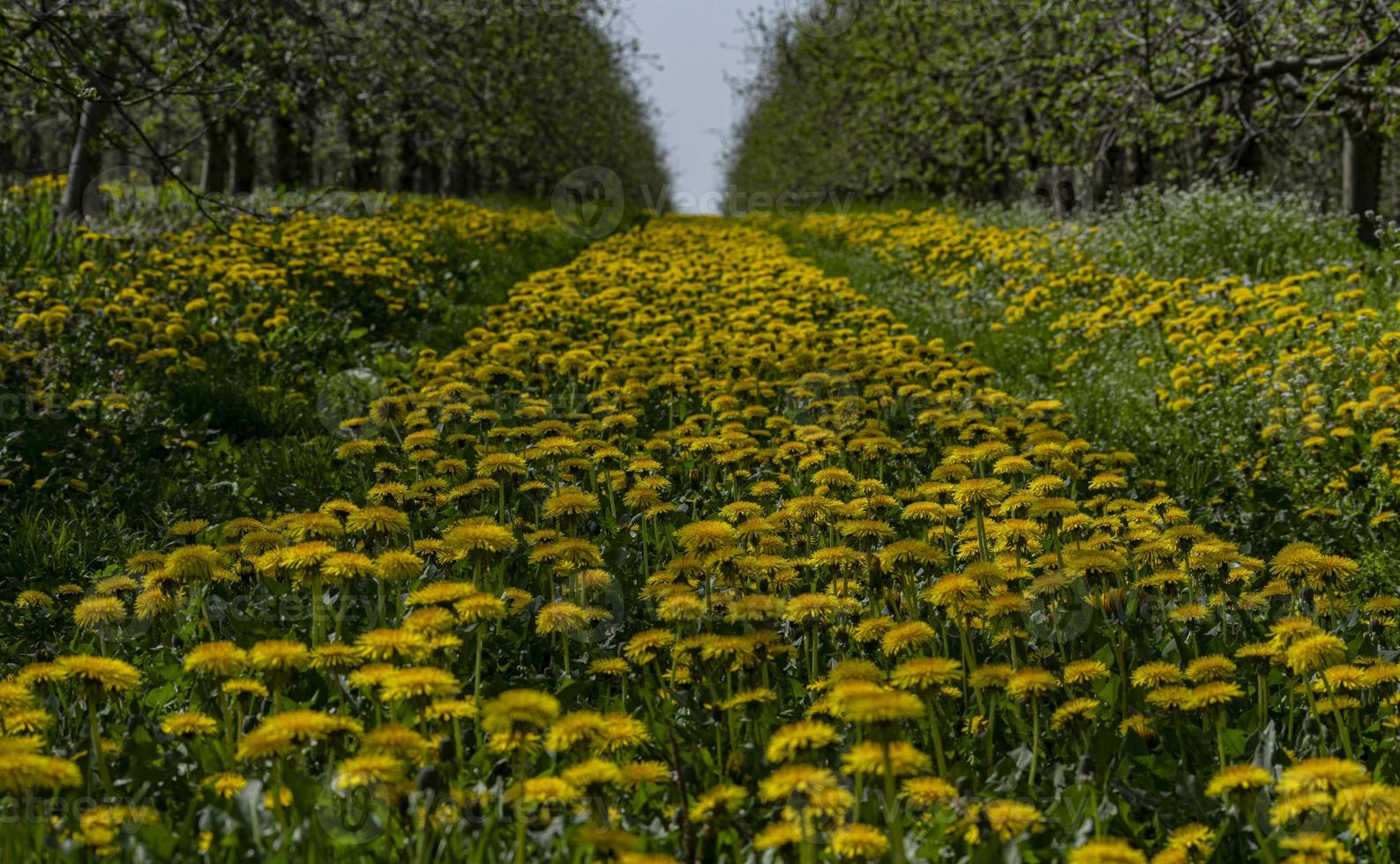 dientes de león en el huerto de manzanas. hermosas flores de dientes de león amarillos en la naturaleza en verano o primavera cálidos. foto