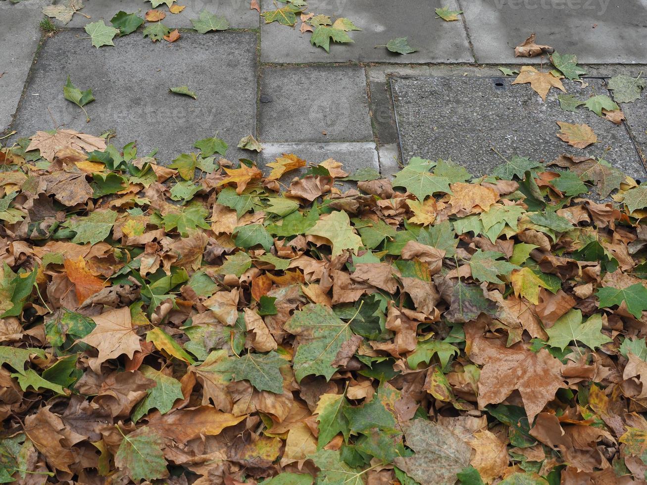 brown leaves texture background photo