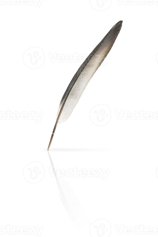 gray feather lies on a white background. Clipart photo