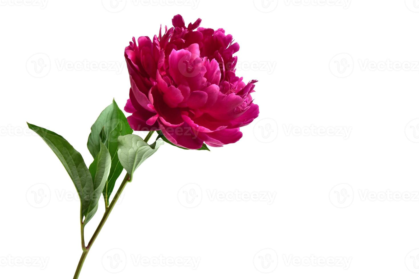 bright pink peony isolated on white background photo