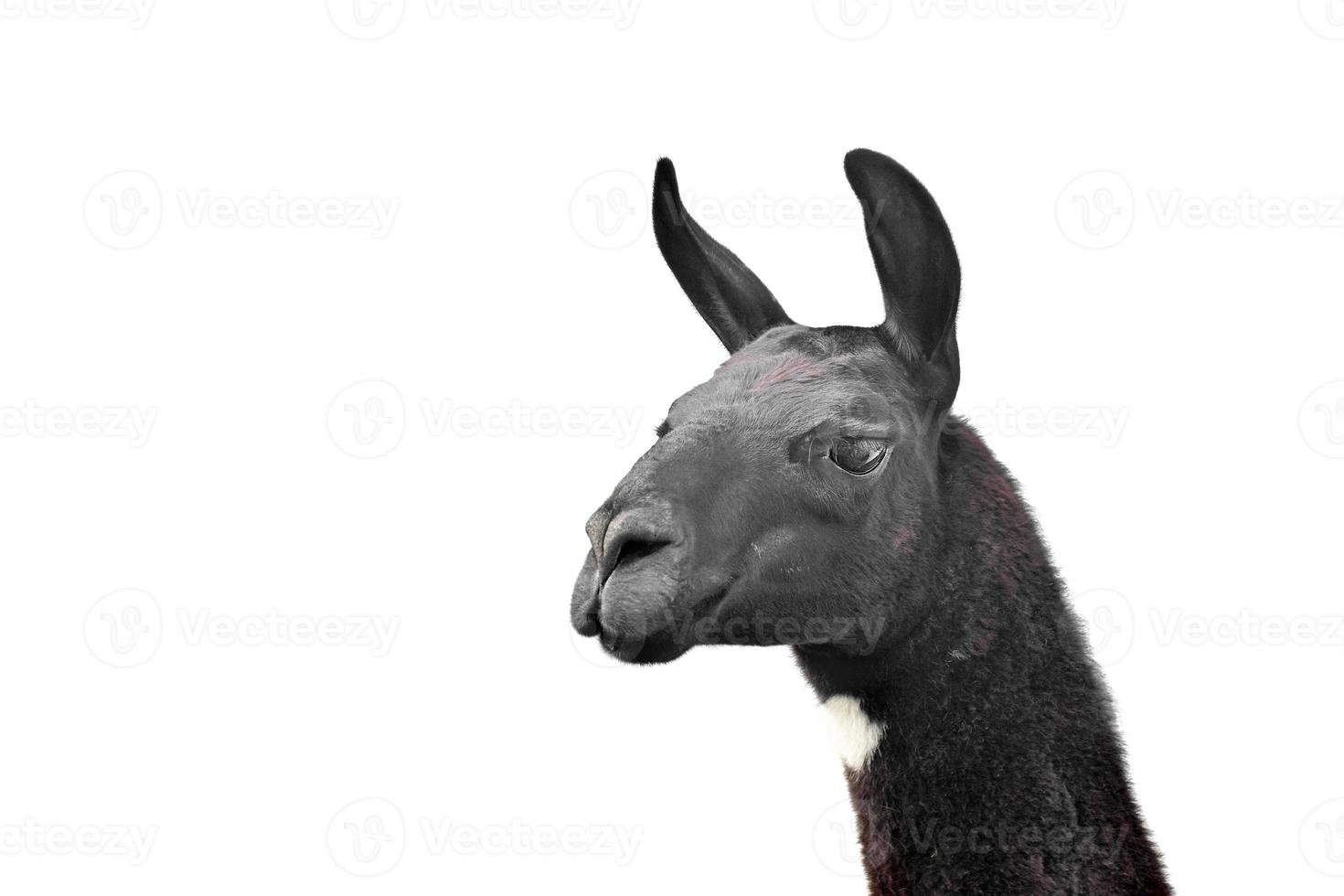 black with white spot llama on white background photo