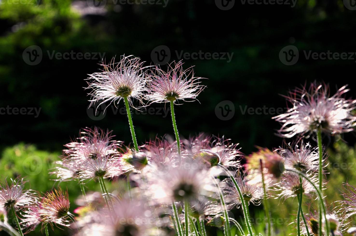 Fluffy flower in the rays of the setting sun on a dark background photo