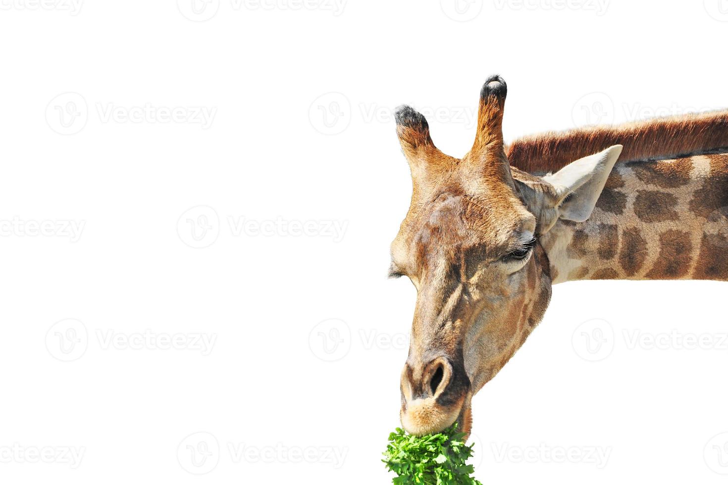 jirafa comiendo perejil sobre un fondo blanco. retrato de un animal. elemento de diseño foto