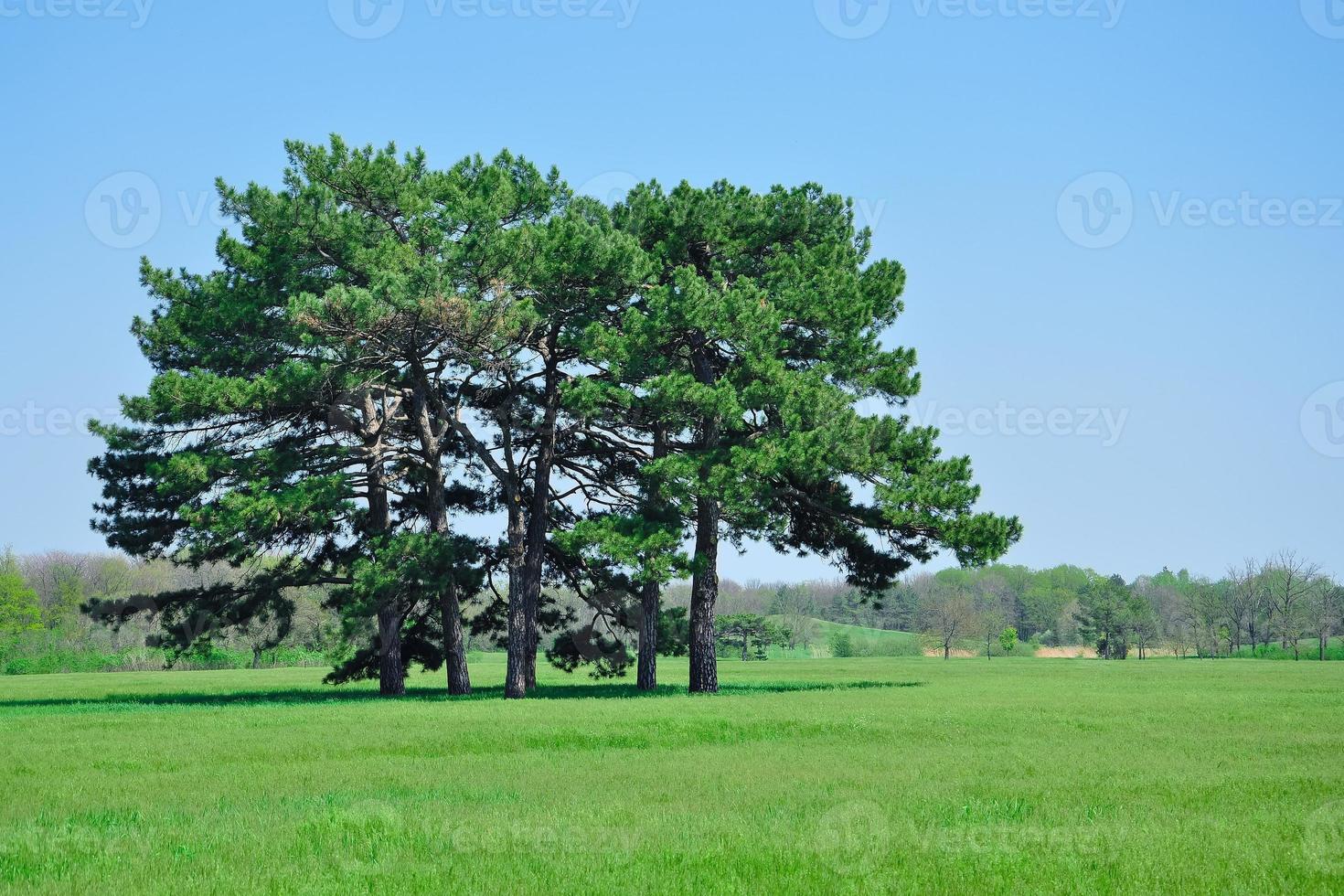 Several tall pine trees on a flat area with grass. Beautiful landscape