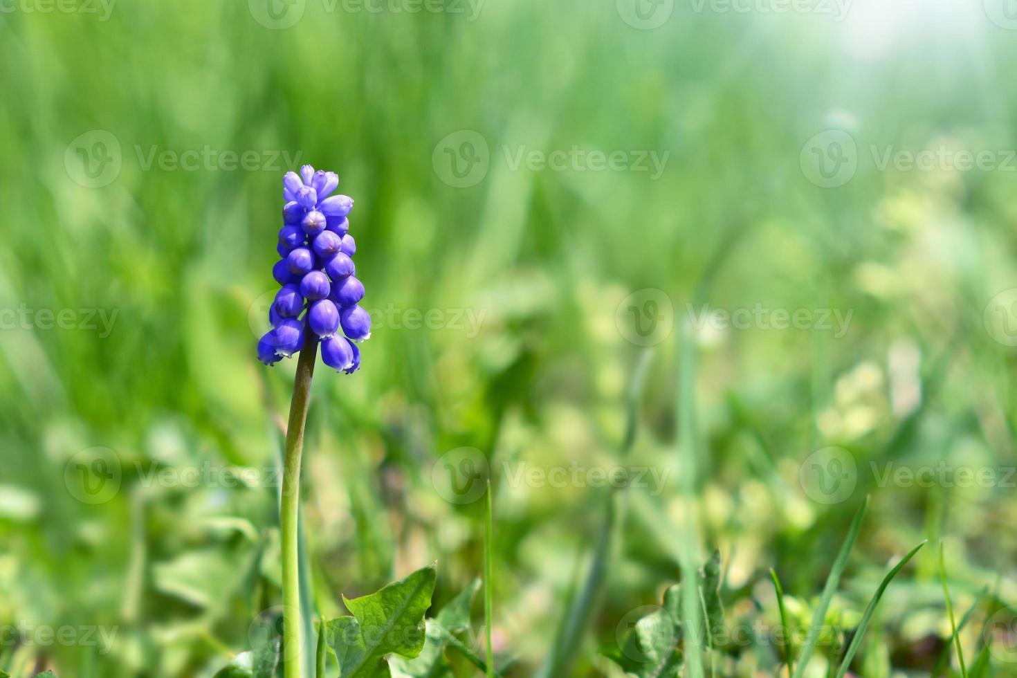 muscari en un césped verde con un resplandor solar. hermoso fondo de primavera. pieza de trabajo foto