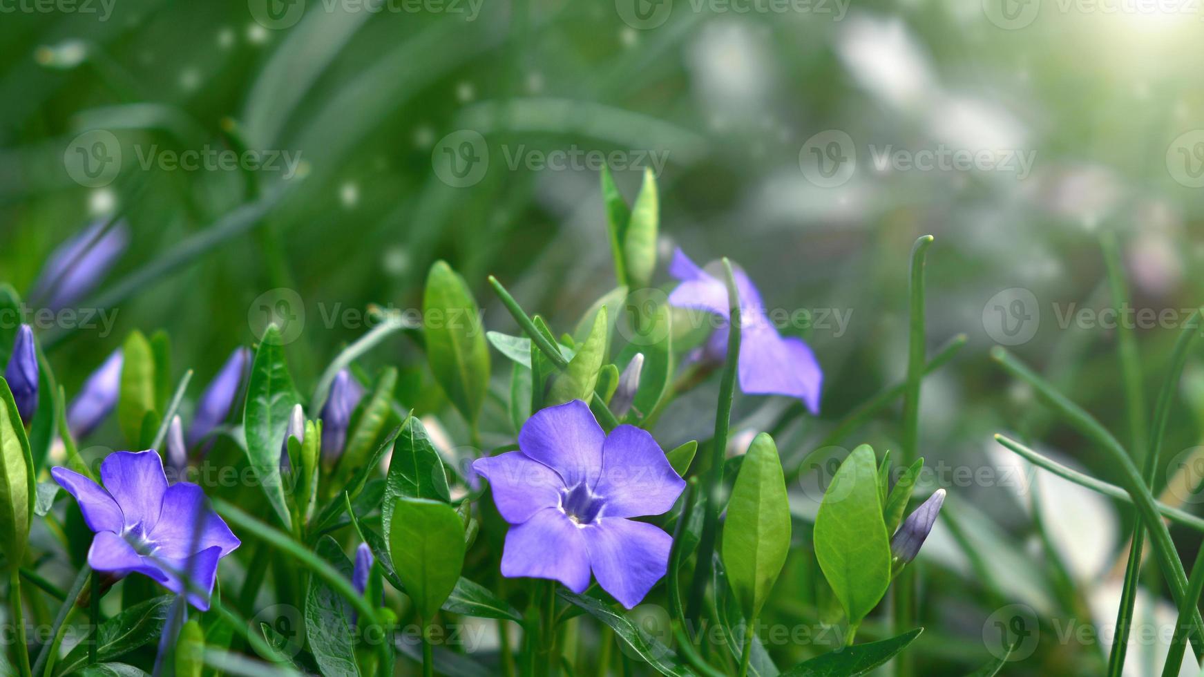 flores de bígaro azul iluminadas por el sol. fondo verde primavera foto