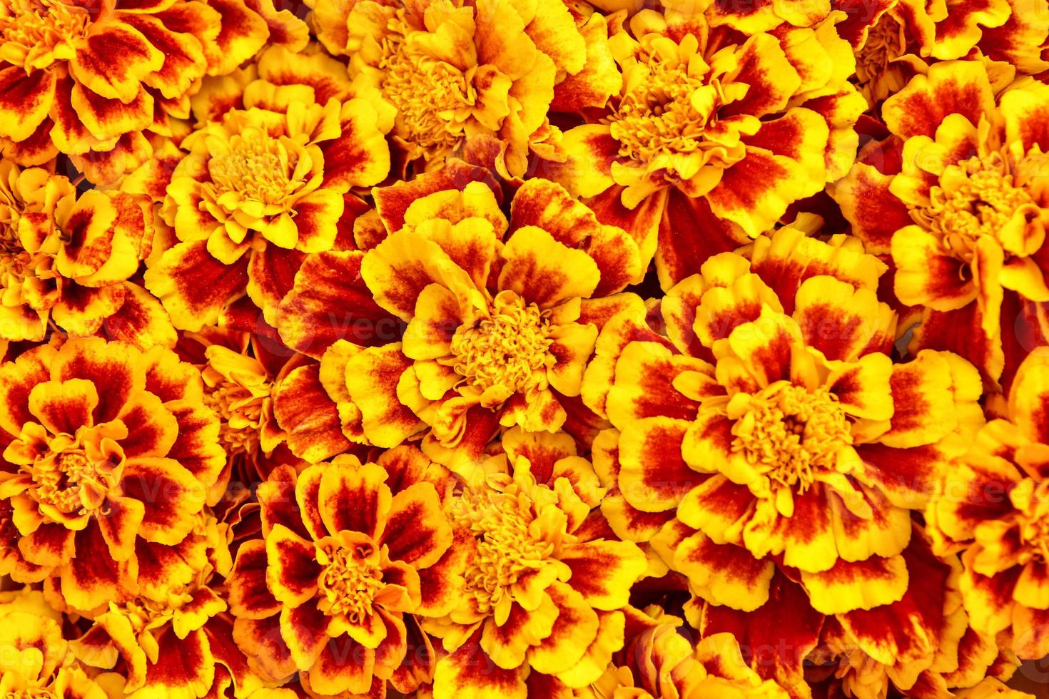 bright autumn background of orange-yellow marigold flowers.  colored autumn pattern.  tagetes photo