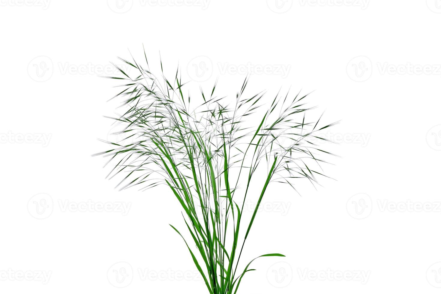 Field spikelets isolated on white background. Grass bush for design. Graphic element. photo