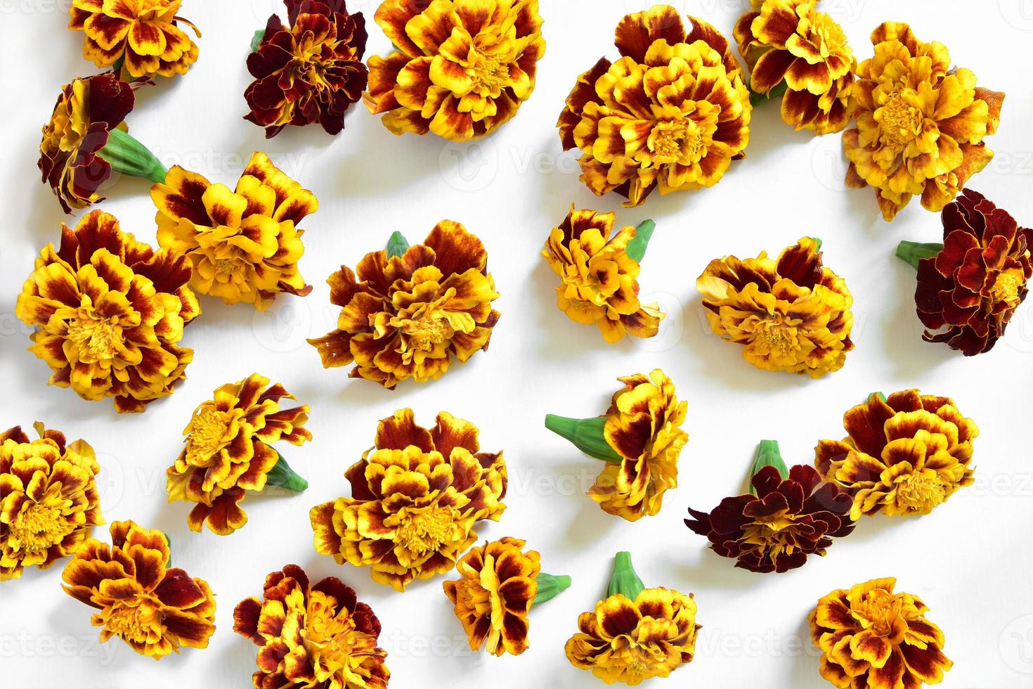 bright flowers marigold on a white background.  autumn pattern.  tagetes.  design element photo