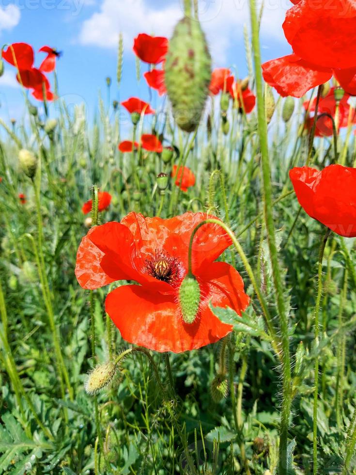 soleado campo de primavera de flores de amapola rojas brillantes con capullos verdes y cielo azul con nubes foto