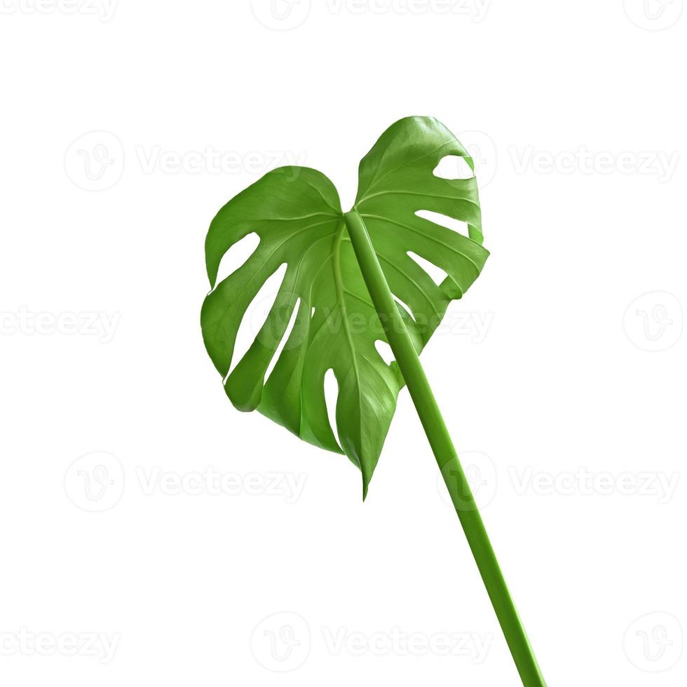 Bright young green monstera leaf shot inside out isolated on white background photo