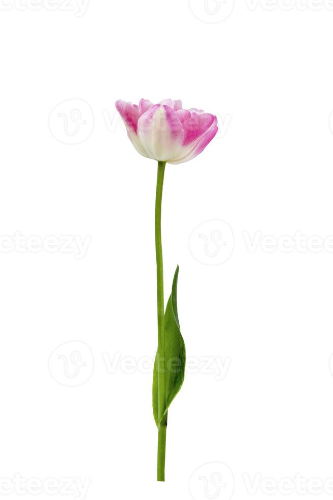 Pink terry tulip isolated on white background. Graphic element for design photo