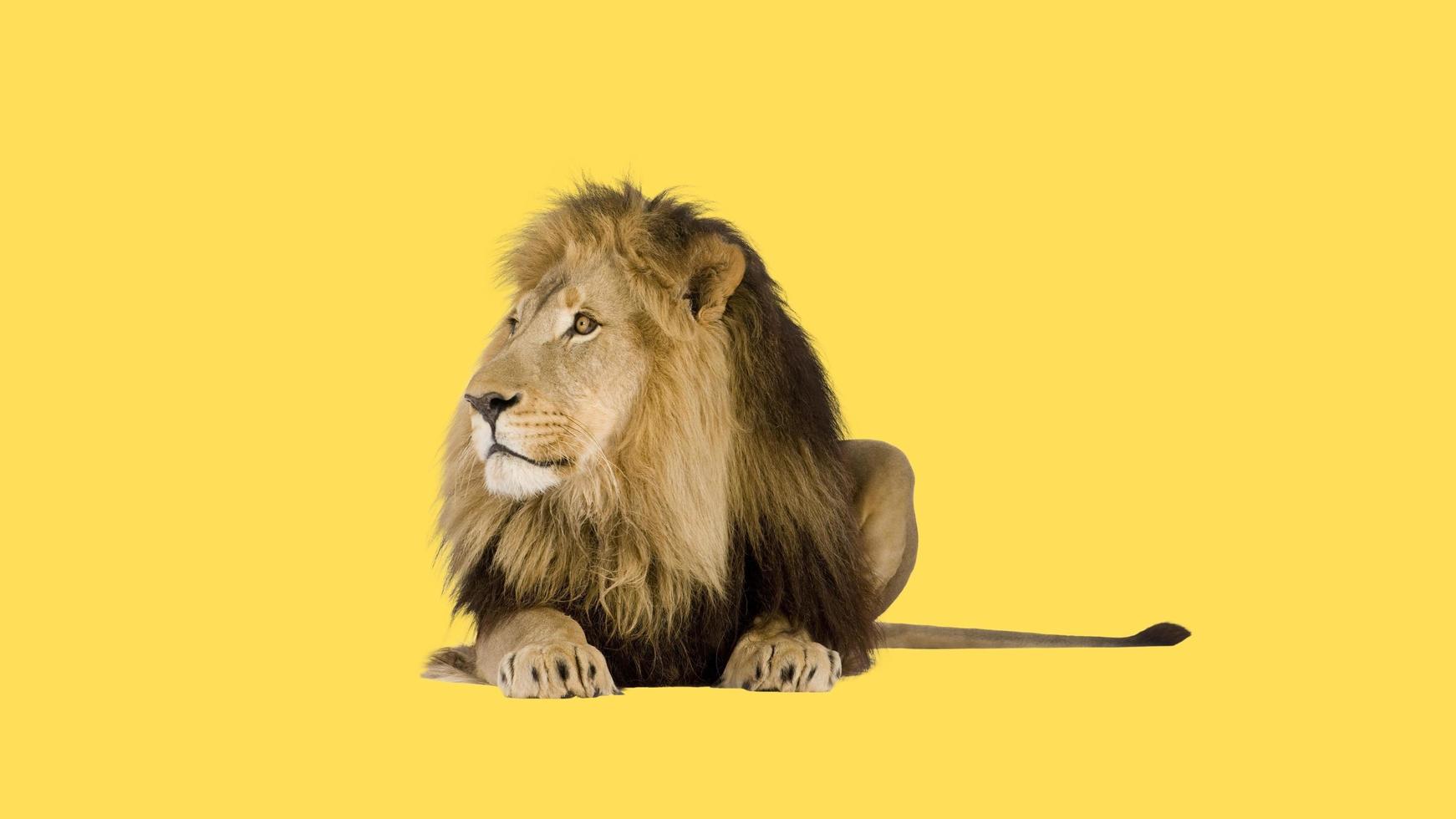 Lion On Yellow Background 17175863 Stock Photo at Vecteezy