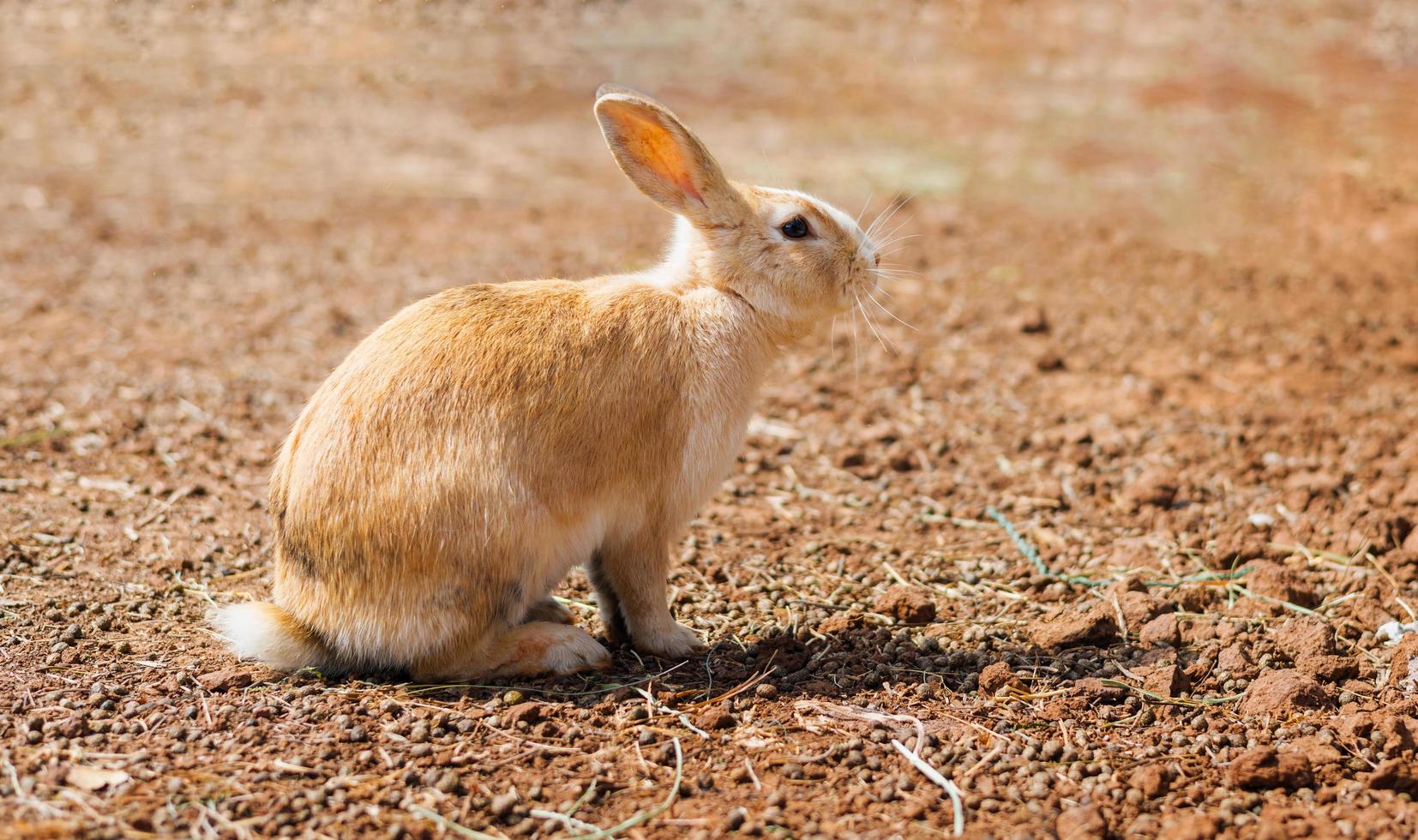 rabbit on the farm and sunshine photo