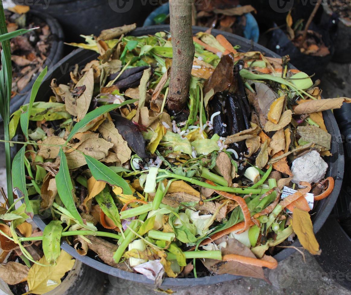 kitchen scraps composted photo